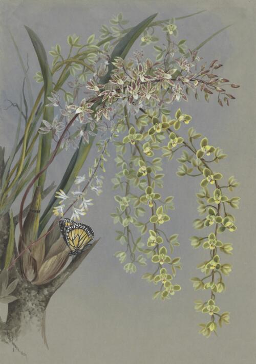 Cymbidium suave R.Br., and Cymbidium canaliculatum R.Br., family Orchidaceae, Mackay, Queensland, 1887 [picture] / Ellis Rowan