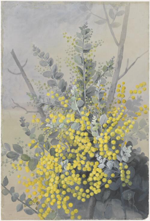Acacia podalyriifolia, A. Cunn ex G. Don, family Fabaceae, Mount Morgan wattle or the Queensland silver wattle, Queensland, ca. 1885 [picture] / Ellis Rowan