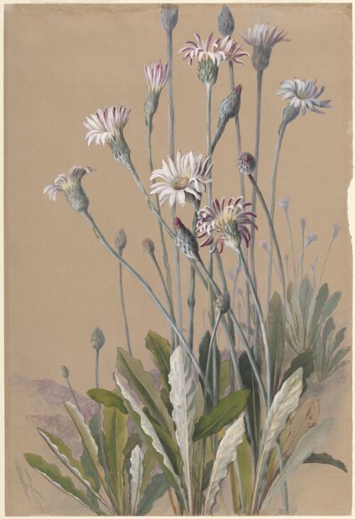 Trichocline spathulata (A. Cunn. ex DC.) J.H.Willis, family Asteraceae, Western Australia [picture] / Ellis Rowan