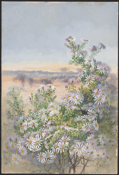 Olearia muelleri (Sond.) Benth., family Asteraceae, Western Australia, ca. 1990 [picture] / Ellis Rowan
