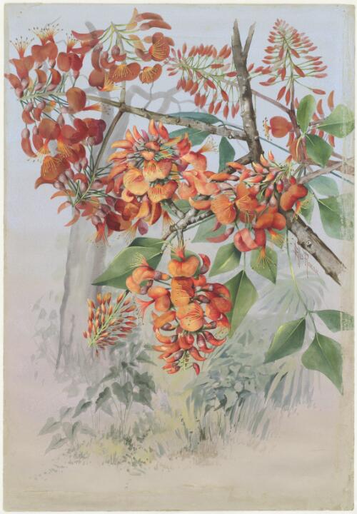 Erythrina vespertilio Benth., family Fabaceae, Somerset, Queensland, 1891? [picture] / Ellis Rowan