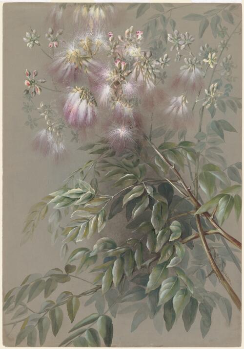 Archidendron grandiflorum (Sol. ex Benth.) I.C.Nielsen, family Fabaceae, Papua New Guinea, 1916? [picture] / Ellis Rowan