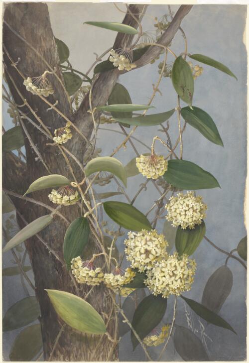 Wax flower, Hoya nicholsoniae, Papua New Guinea, 1916? [picture] / Ellis Rowan