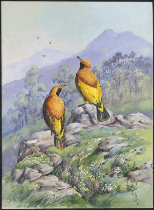 [Golden bowerbird] [picture] / Ellis Rowan