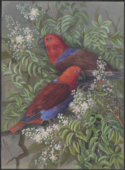 Eclectus roratus (Muller 1776), family Psittaculidae perched on Lithomyrtus obtusa (Endl.) N.Snow & Guymer, family Myrtaceae, Papua New Guinea, 1917 [picture] / Ellis Rowan