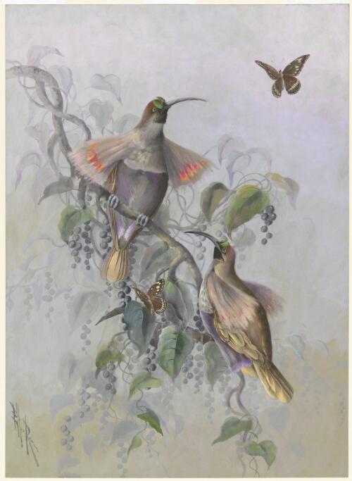Sickle-billed bird of paradise [picture] / Ellis Rowan