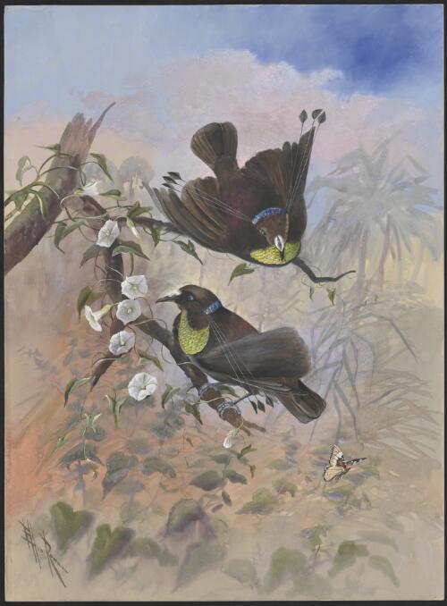 [Six-plumed bird of paradise] [picture] / Ellis Rowan