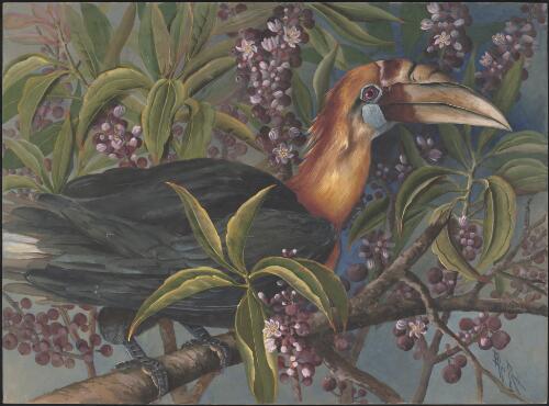 Hornbill, family Bucerotidae, perched in Pachygone ovata (Poir.) Miers ex Hook.f. & Thomson, family Menispermaceae, Papua New Guinea, 1917 [picture] / Ellis Rowan