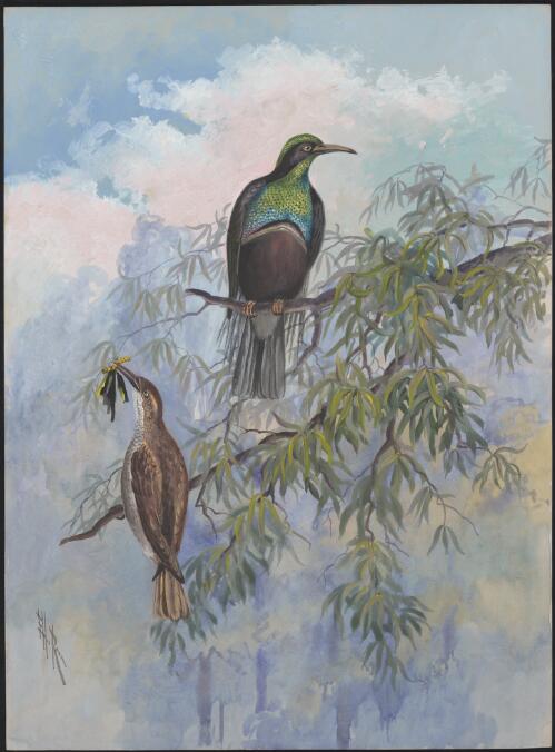 Magnificent riflebird, Ptiloris magnificus, Papua New Guinea, 1917 [picture] / Ellis Rowan