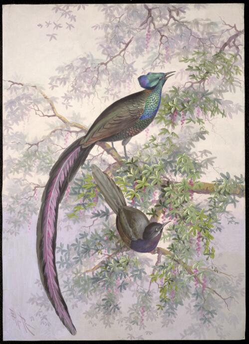 Princess Stephanie's bird of paradise, Astrapia stephaniae [picture] / Ellis Rowan
