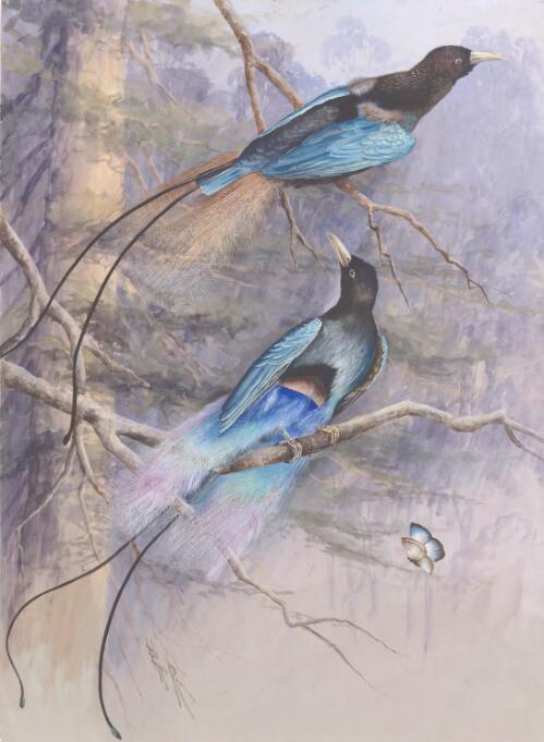 Blue bird of paradise, Paradisaea rudolphi [picture] / Ellis Rowan