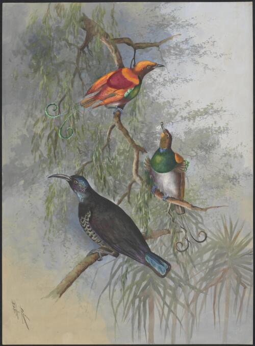 Magnificent Bird of paradise and King Bird of paradise hybrid above two other birds, Papua New Guinea, 1917 [picture] / Ellis Rowan