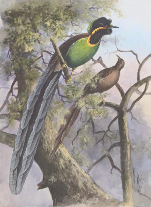 Rothschild's Bird-of-Paradise, or Rothschild's Astrapia (Astrapia rothschildi), Papua New Guinea, 1917 [picture] / Ellis Rowan