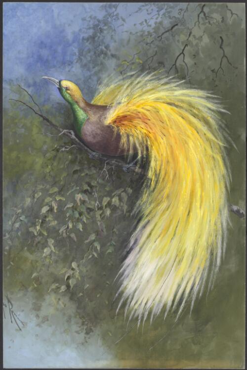 Yellow-plumed bird of paradise, Papua New Guinea, 1917 [picture] / Ellis Rowan