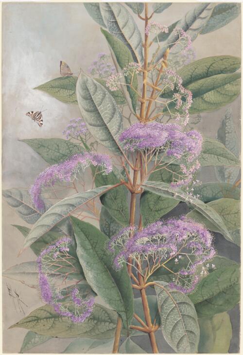 Callicarpa? pedunculata R.Br., family Lamiaceae and butterflies, Papua New Guinea, 1916? [picture] / Ellis Rowan