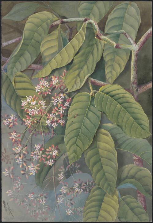 Buchanania sp., family Anacardiaceae, 1916? [picture] / Ellis Rowan