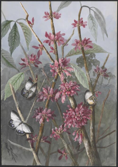 Calycanthus sp. and butterflies, Papua New Guinea, 1916? [picture] / Ellis Rowan