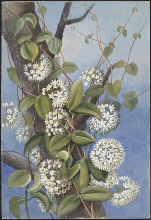 Hoya australis R.Br. ex J.Traill, family Apocynaceae, Papua New Guinea, 1916? [picture] / Ellis Rowan