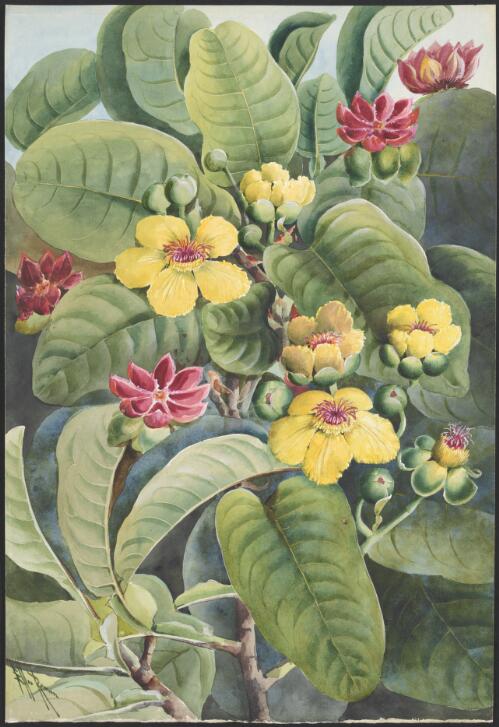 Dillenia alata (R.Br. ex DC.) Martelli, family Dilleniaceae, Papua New Guinea, ca. 1916 [picture] / Ellis Rowan