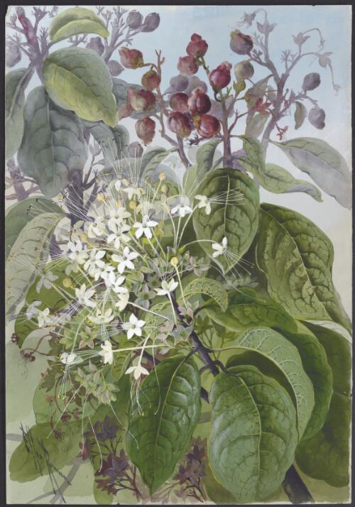 Clerodendron cunninghamii, Papua New Guinea, 1916? [picture] / Ellis Rowan