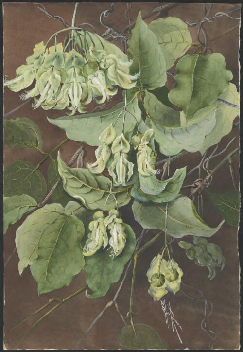 Mucuna gigantea (Willd.) DC., family Fabaceae, Papua New Guinea, 1916? [picture] / Ellis Rowan