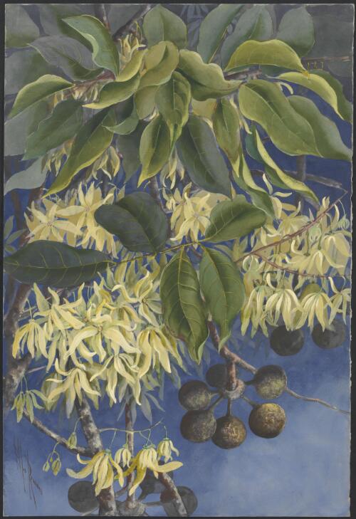 Cananga odorata (Lam.) Hook.f. & Thomson, family Annonaceae, Papua New Guinea, 1916? [picture] / Ellis Rowan