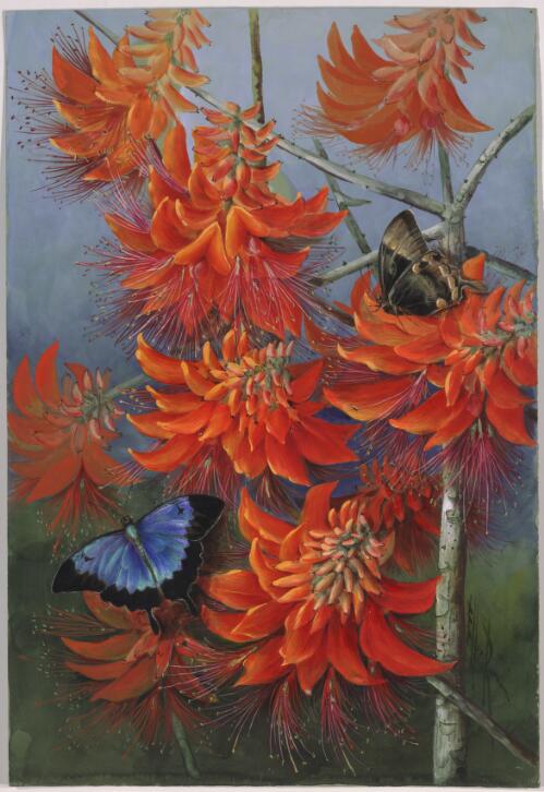 Erythrina insularis F.M. Bailey, family Fabaceae and butterflies, Papua New Guinea, 1916? [picture] / Ellis Rowan