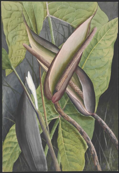 Lily, family Araceae, Papua New Guinea, 1916? [picture] / Ellis Rowan