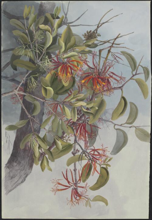 Loranthus sp., and Amyema sanguinea (F.Muell.) Danser, family Loranthaceae, Papua New Guinea, 1916? [picture] / Ellis Rowan