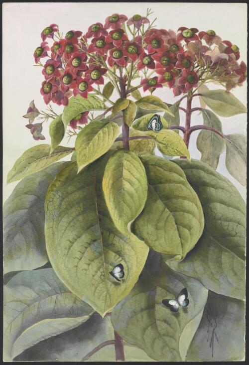 Clerodendrum costatum R.Br., family Lamiaceae, Papua New Guinea, 1916? [picture] / Ellis Rowan