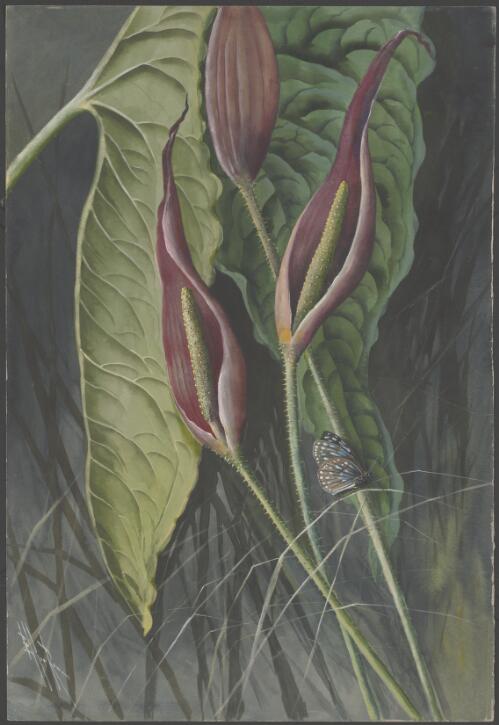 Arisaema sp., family Araceae, Papua New Guinea, 1917 [picture] / Ellis Rowan