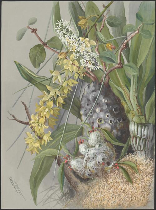 White orchid (Myrmecodia hydnophytum), Papua New Guinea, 1916? [picture] / Ellis Rowan