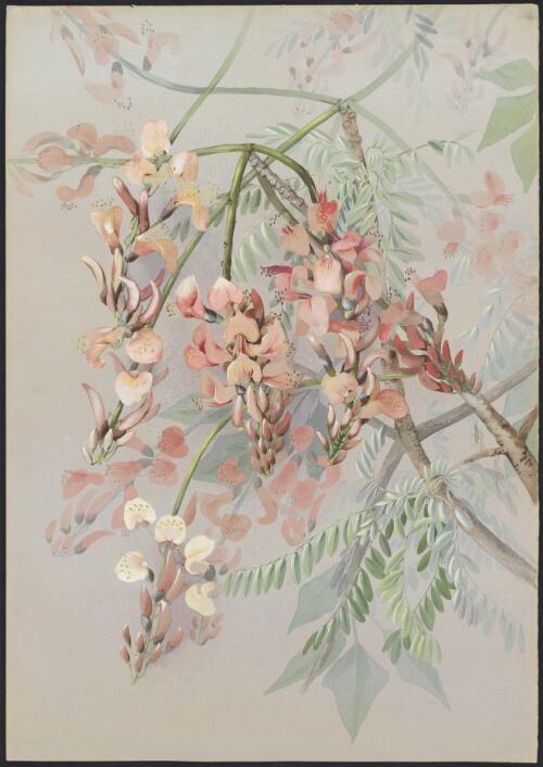 Erythrina vespertilio Benth., family Fabaceae, Prince of Wales Island, Queensland, 1891 [picture] / Ellis Rowan