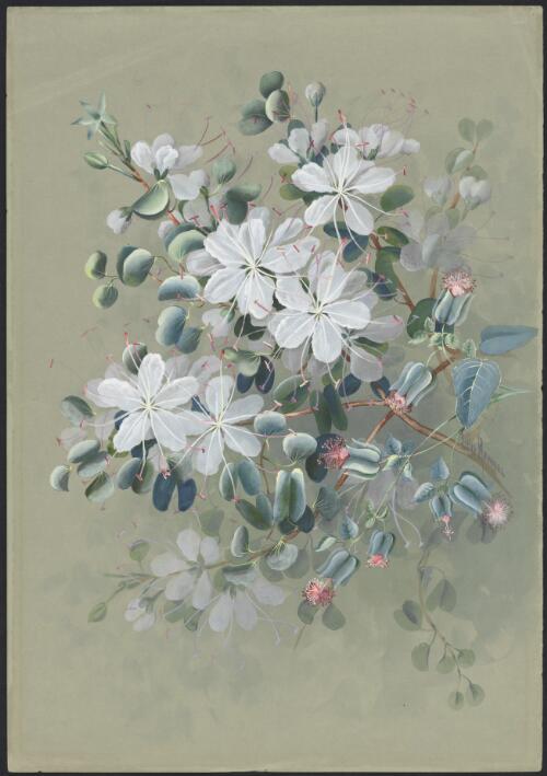 Bauhinia hookeri F.Muell., family Fabaceae, Abutilon micropetalum Benth., family Malvaceae, Queensland, 1891? [picture] / Ellis Rowan