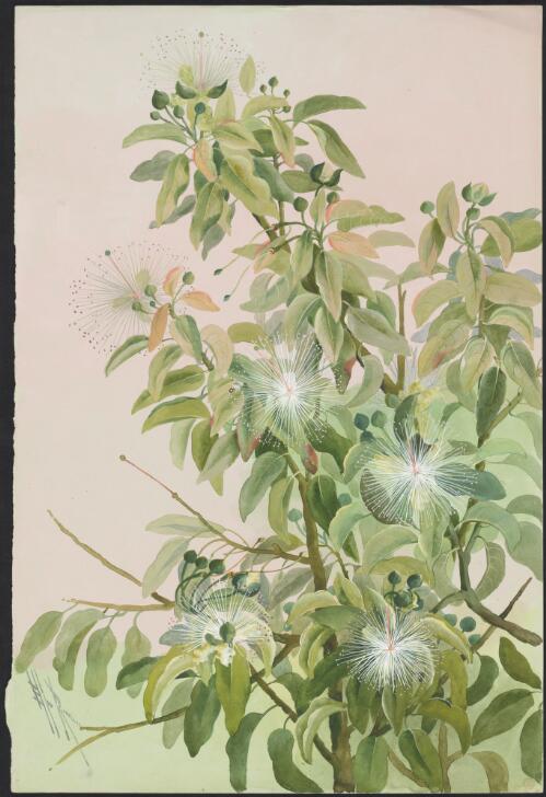 Capparis lanceolaris D.C., family Capparaceae, Queensland, ca. 1886 [picture] / Ellis Rowan