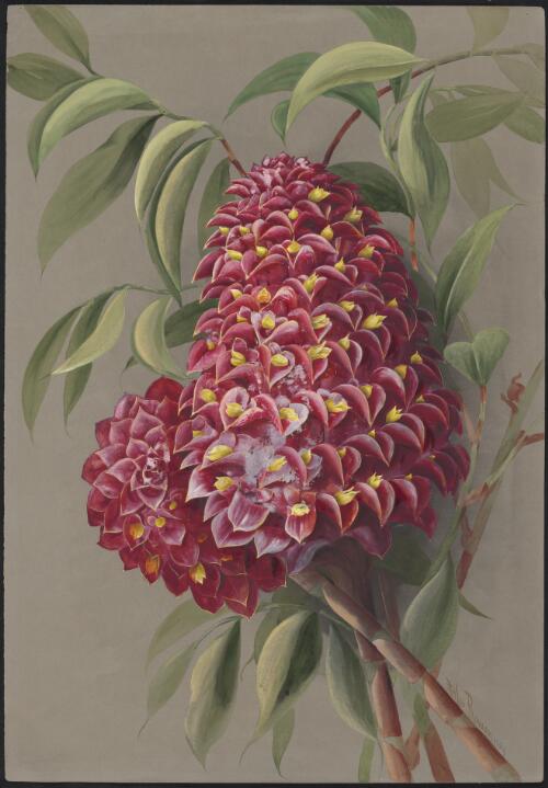 Tapeinochilos ananassae (Hassk.) K.Schum., family Costaceae, Johnstone River, Queensland, 1897 [picture] / Ellis Rowan
