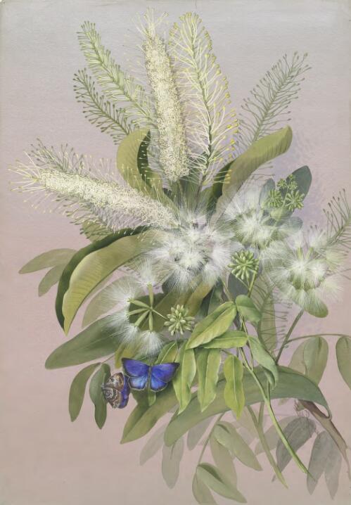 Pararchidendron pruinosum (Benth.) I.C.Nielsen, family Fabaceae and Macadamia integrifolia Maiden & Betche, family Proteaceae, Gertrude River, west Queensland, 1891? [picture] / Ellis Rowan