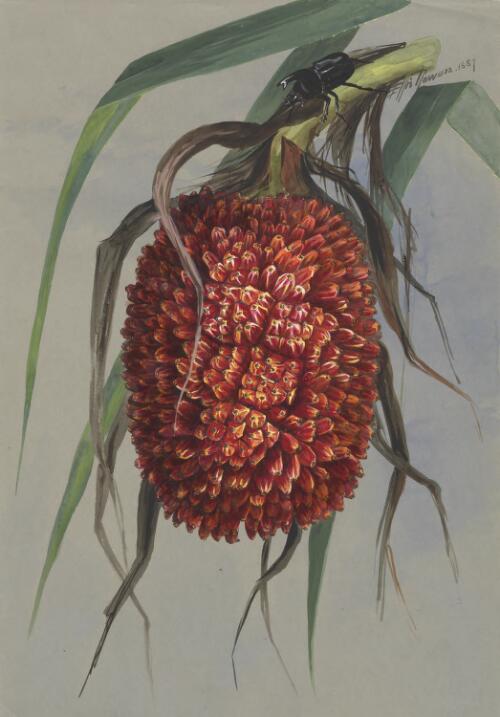 Pandanus tectorius Parkinson syn. Pandanus pedunculatus R.Br., family Pandanaceae, Mackay, Queensland, 1887 [picture] / Ellis Rowan