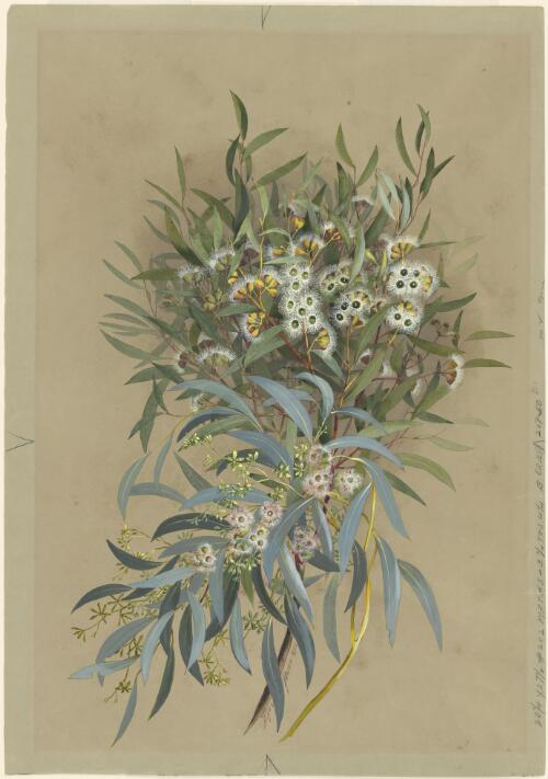 Eucalyptus gracilis F.Muell. and Eucalyptus largiflorens F.Muell., family Myrtaceae, 1886 [picture] / Ellis Rowan