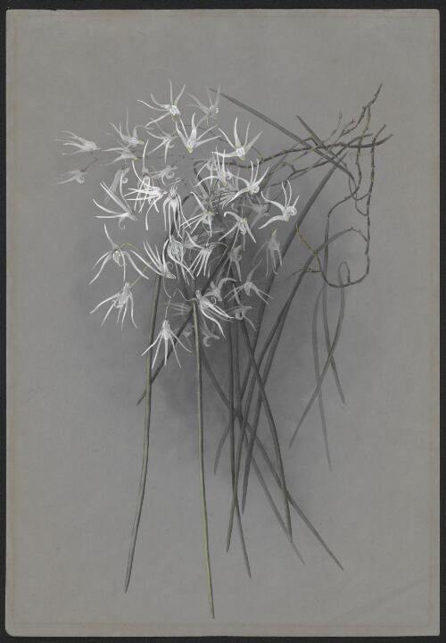 Dockrillia teretifolia (R.Br.) Brieger syn. Dendrobium teretifolium R.Br., family Orchidaceae, ca. 1887 [picture] / Ellis Rowan