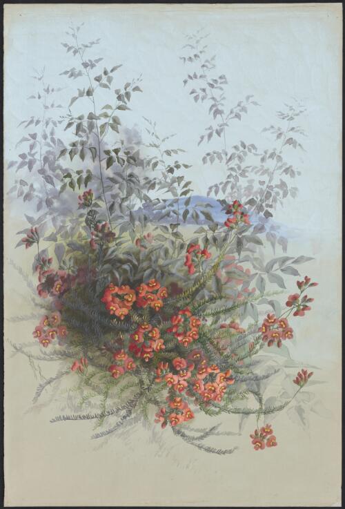 Dillwynia hispida Lindl., family Fabaceae, Victoria [picture] / [Ellis Rowan]