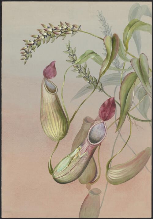 Nepenthes mirabilis (Lour.) Druce, family Nepenthaceae, Somerset, Queensland, 1891? [picture] / Ellis Rowan