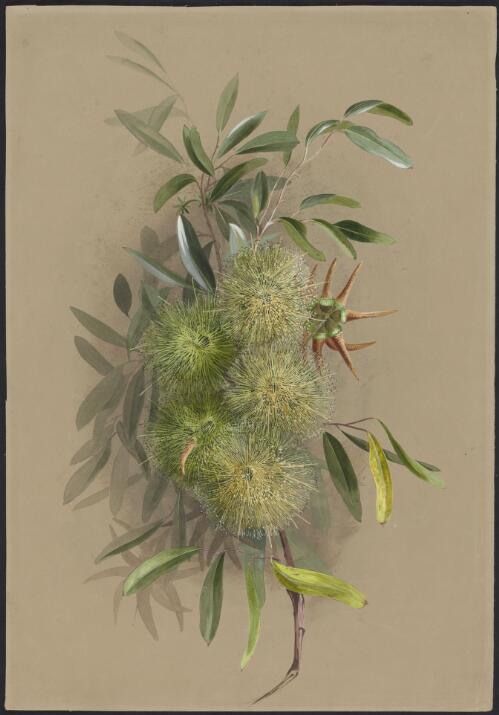 Eucalyptus lehmannii (Schauer) Benth., family Myrtaceae, Western Australia [picture] / Ellis Rowan