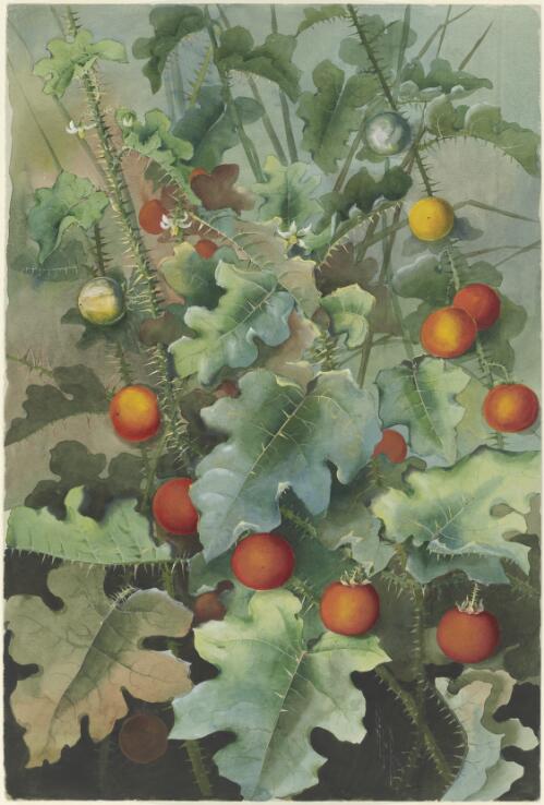 Solanum capsicoides All., family Solanceae, Queensland, 1887? [picture] / Ellis Rowan