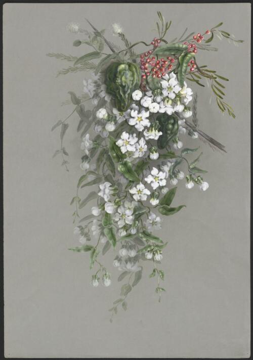 Amyema grandichandii (DC.) Tiesch., family Loranthaceae and Araujia sericifera Brot., family Apocynaceae, Queensland [?], ca. 1885 [picture] / Ellis Rowan