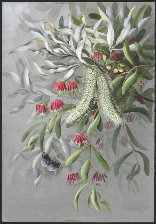 Grevillea glauca Banks & Sol. ex Knight, family Proteaceae and Amyema sp., family Loranthaceae with a butterfly, Cooktown, Queensland, 1887? [picture] / Ellis Rowan