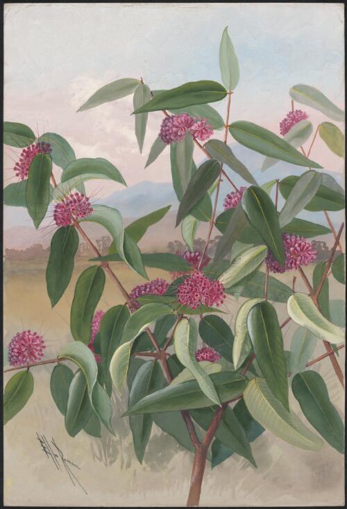 Syzygium wilsonii (F.Muell.) B.Hyland, family Myrtaceae, Queensland [picture] / Ellis Rowan