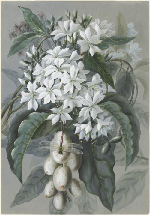 Faradaya splendida F.Muell., family Lamiaceae, Queensland, 1891? [picture] / Ellis Rowan