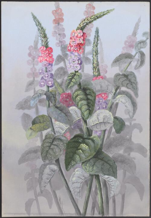 Stachytarpheta mutabilis (Jacq.) Vahl, family Verbenaceae, Queensland, 1891? [picture] / Ellis Rowan