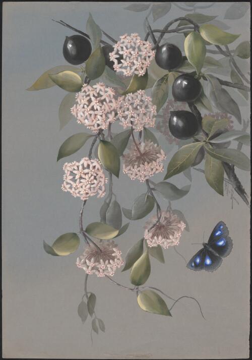 Hoya australis R.Br. ex J.Traill, family Apocynaceae and Amorphospermum antilogum F.Muell. syn. Niemeyera antiloga, family Sapotaceae, Queensland [picture] / Ellis Rowan